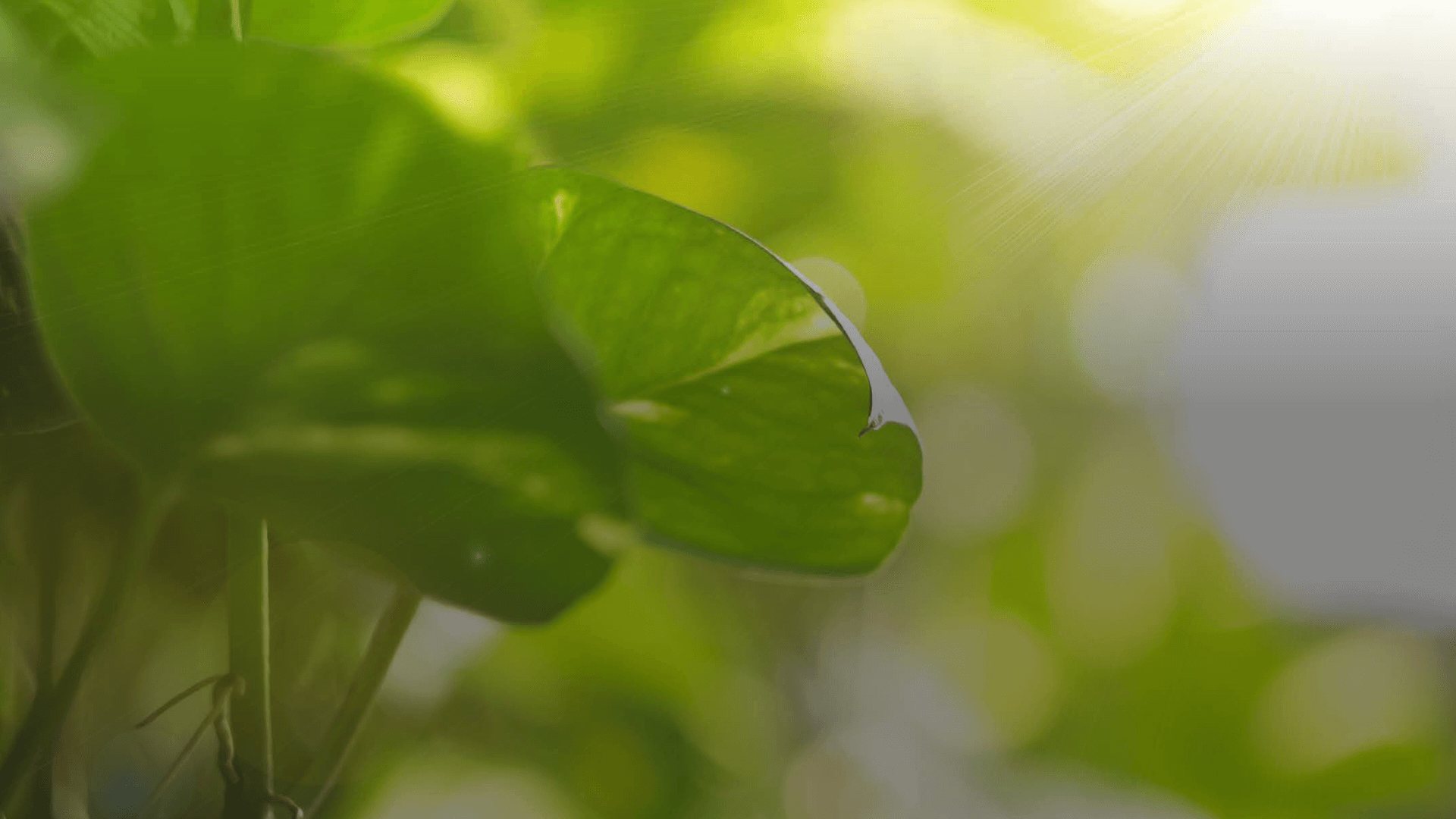 Social initiative banner image 